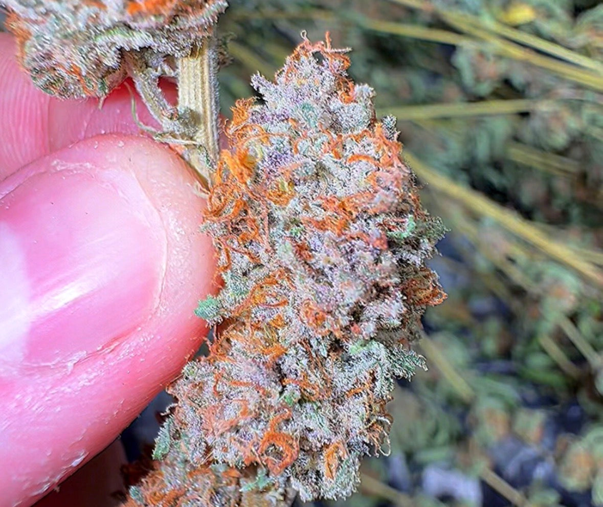 Strawberry Split #27 CBD Flower