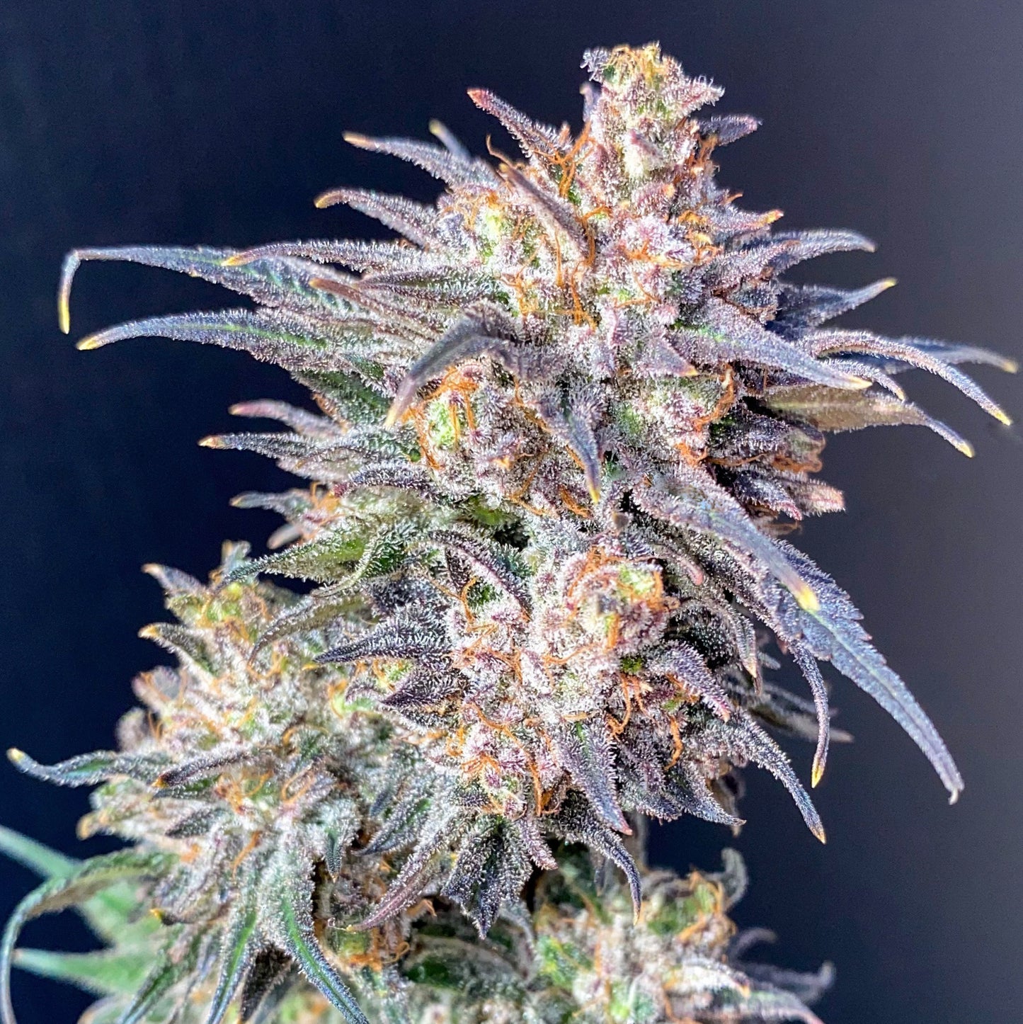Purple Haze CBD Flower