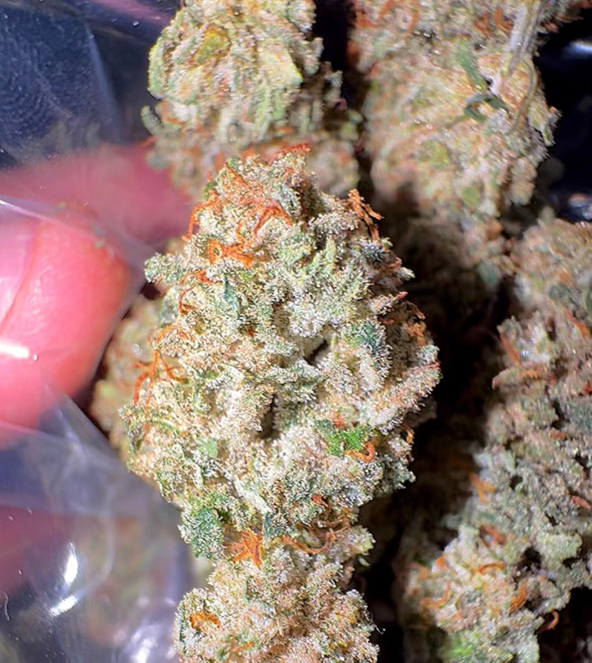 Fyre OG F2 #3 (GulfCoast OG) CBD Flower
