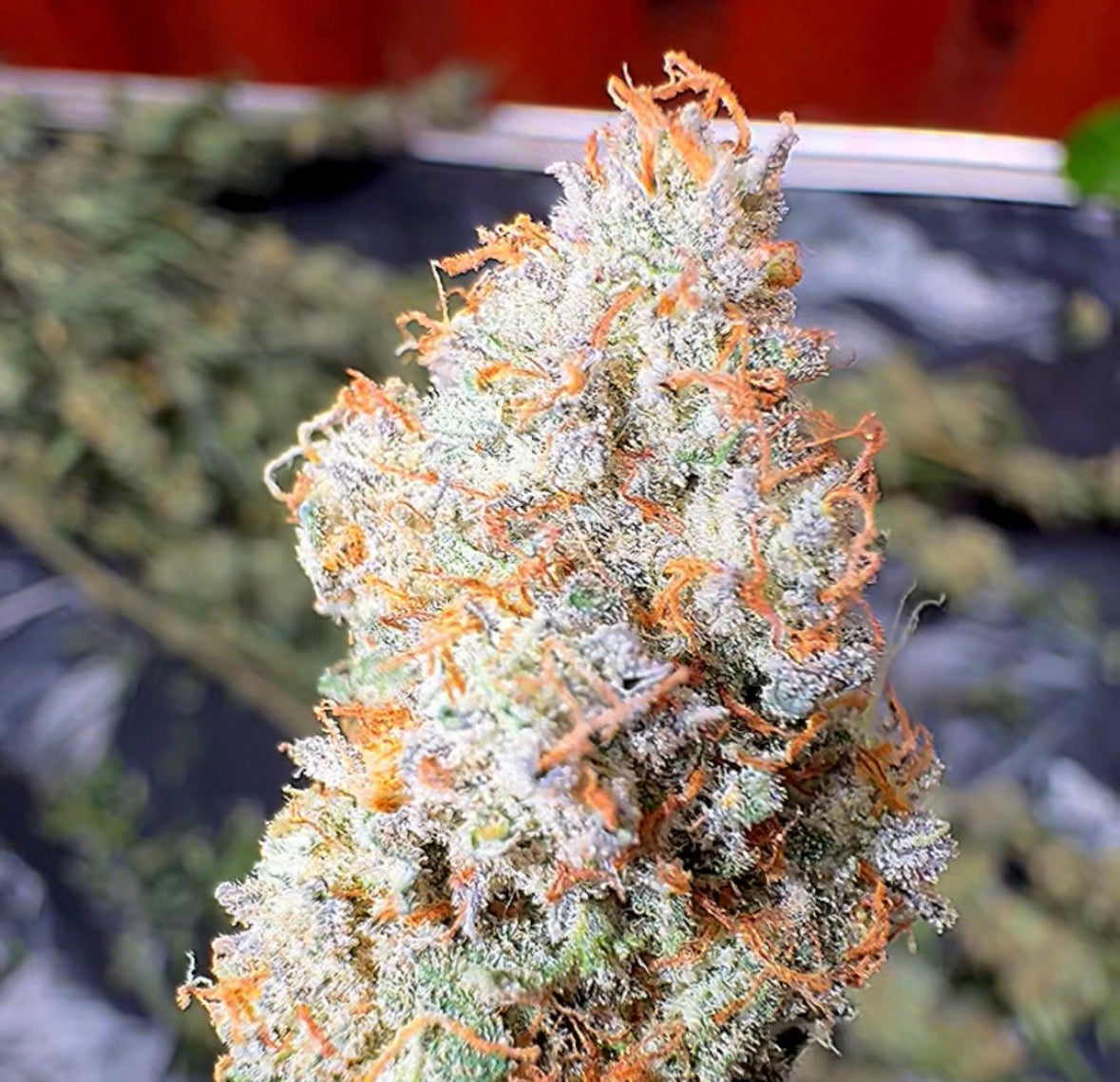 Upsidedown Cake #23 (Chem N Lemon) CBD Flower