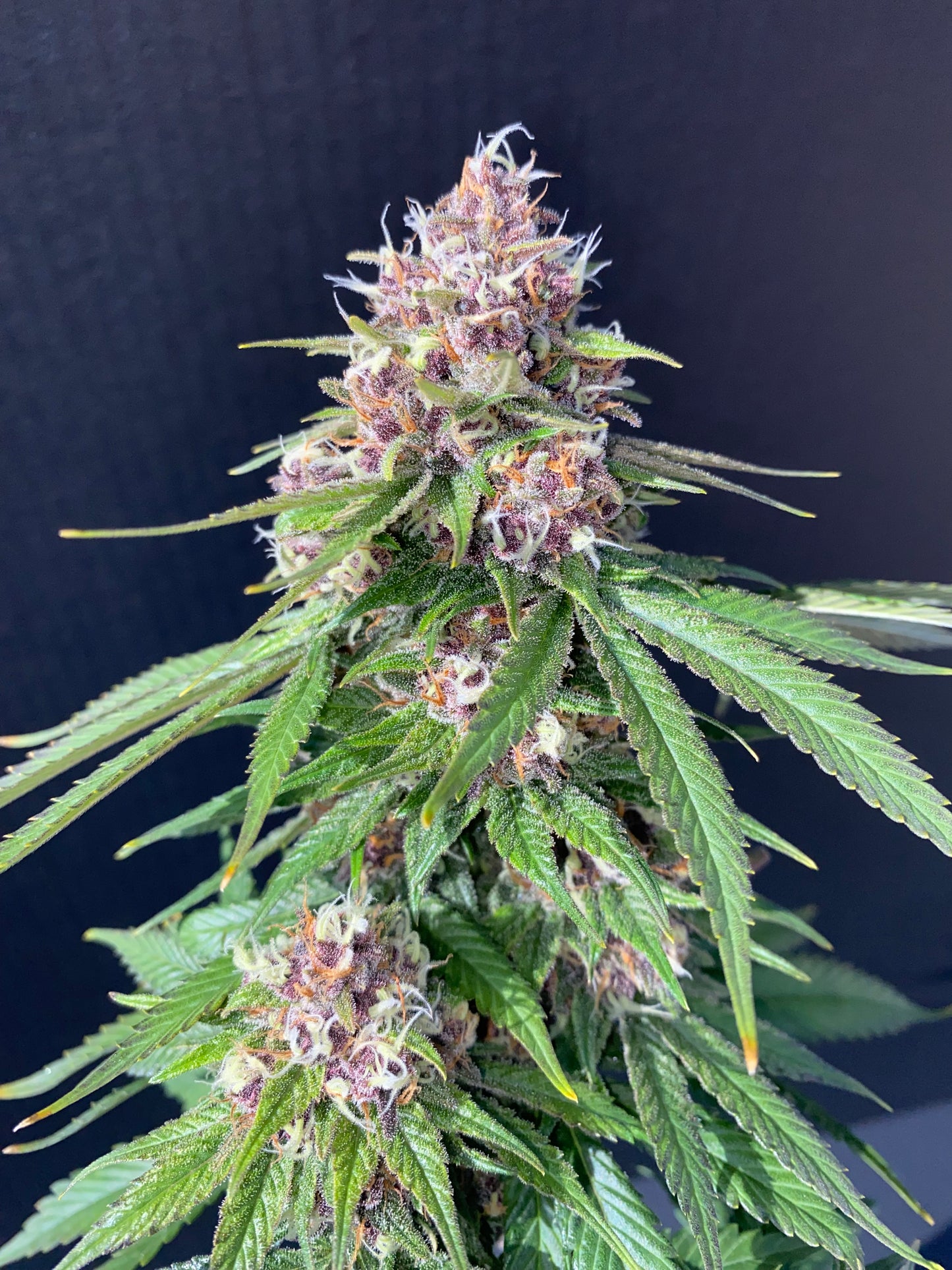 Shaolin Gleaux CBD Flower