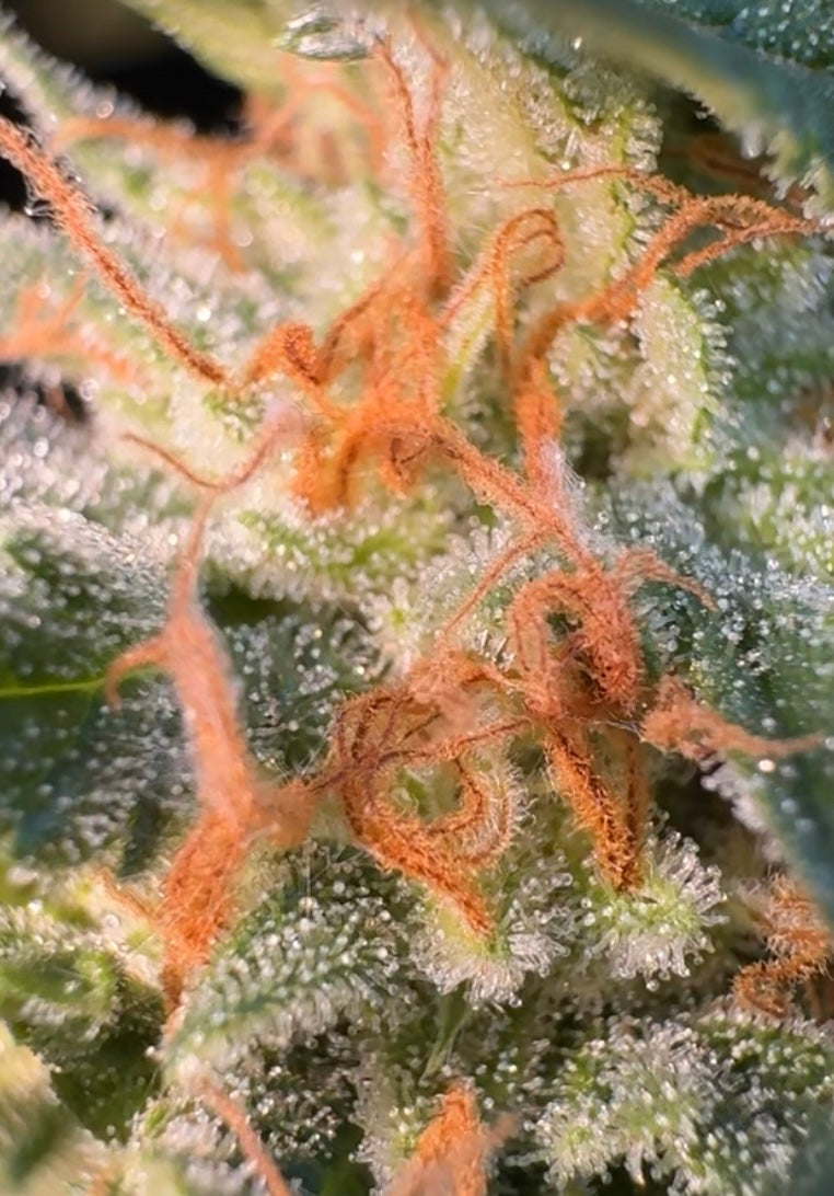 Gassed Up CBD Flower