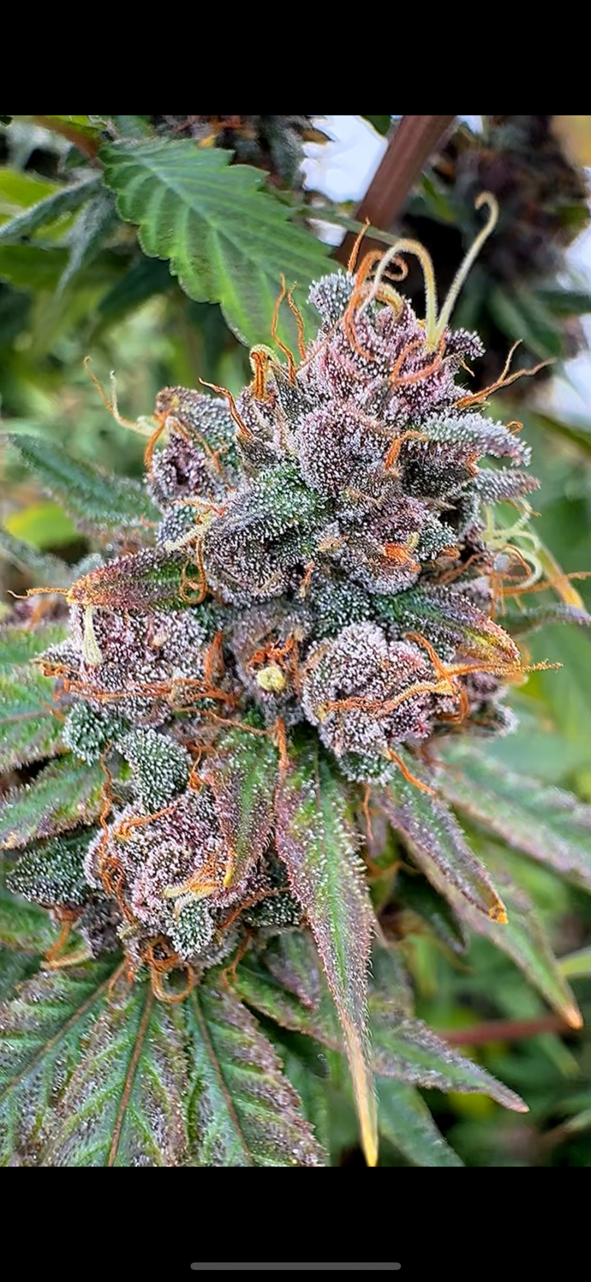Blue Meringue CBD Flower