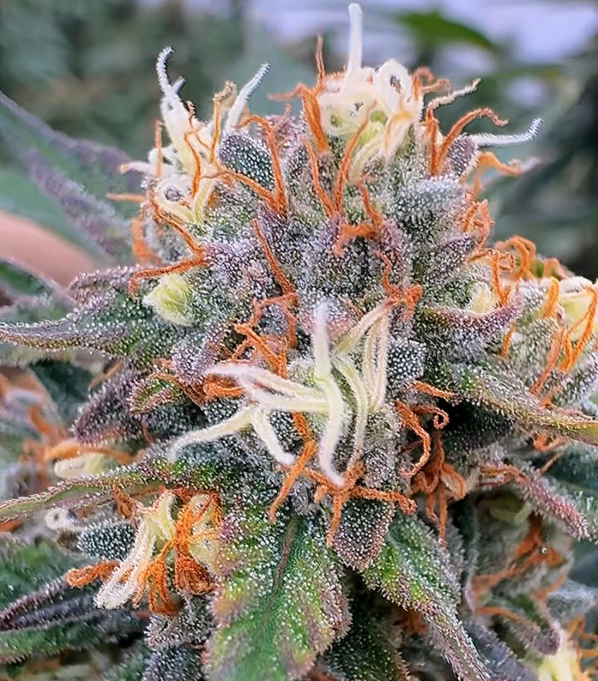 Interstellar CBD Flower