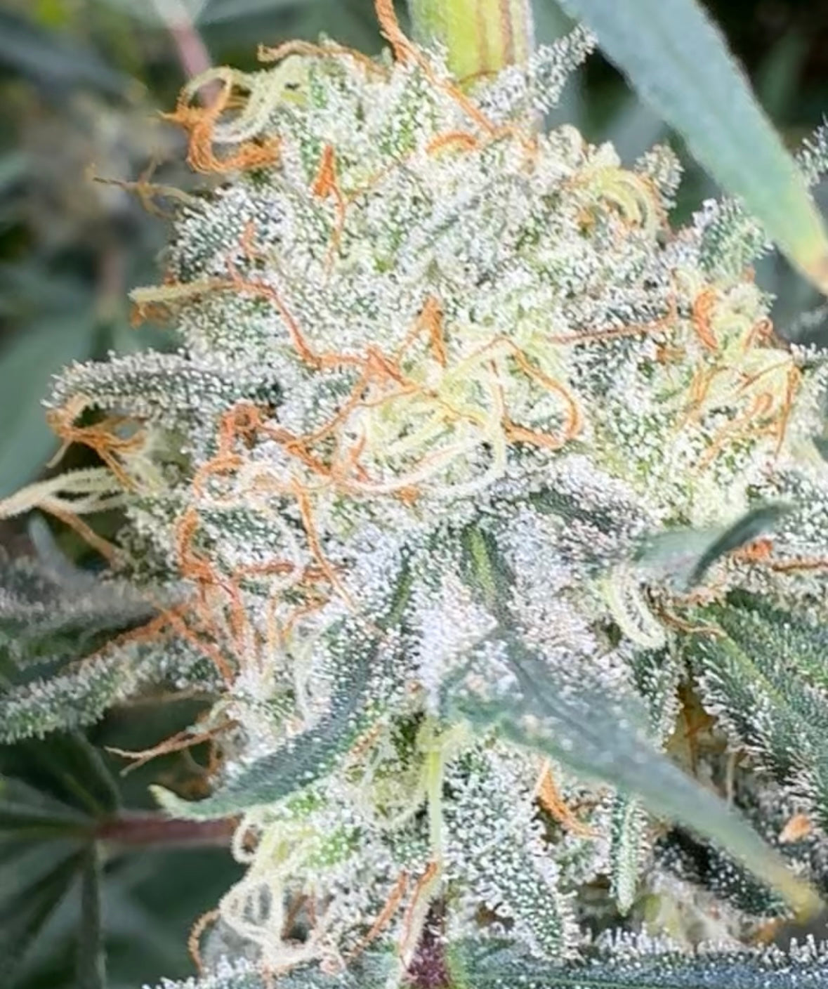 Big Apple Jacks CBD Flower