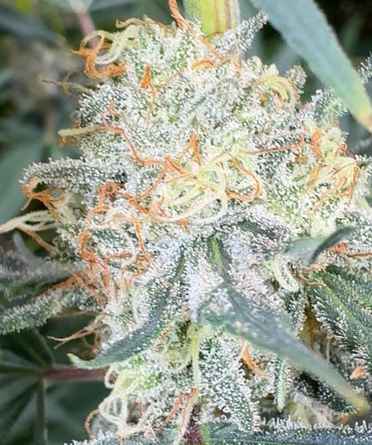 Big Apple Jacks CBD Flower