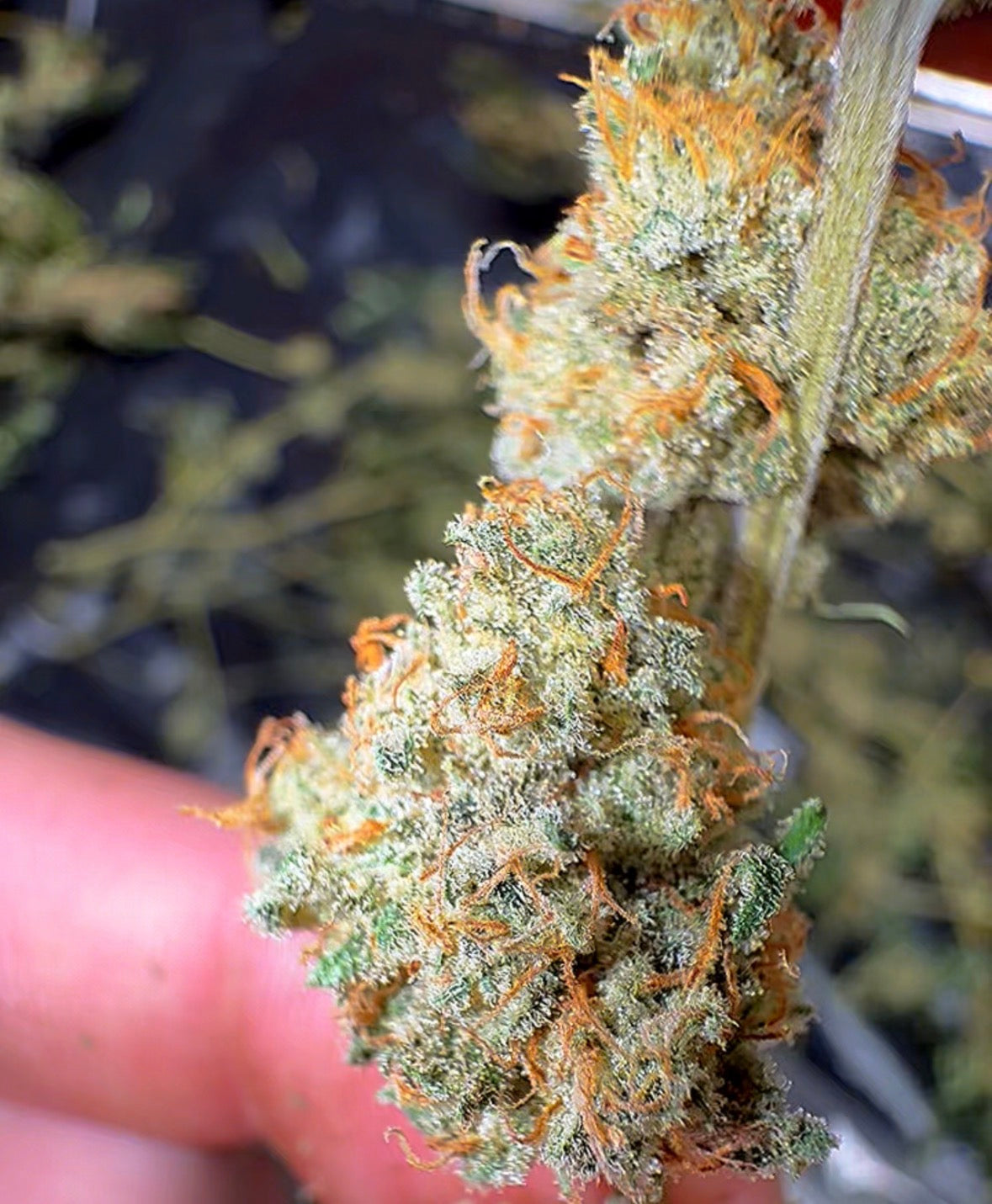 Sour Tsunami CBD Flower