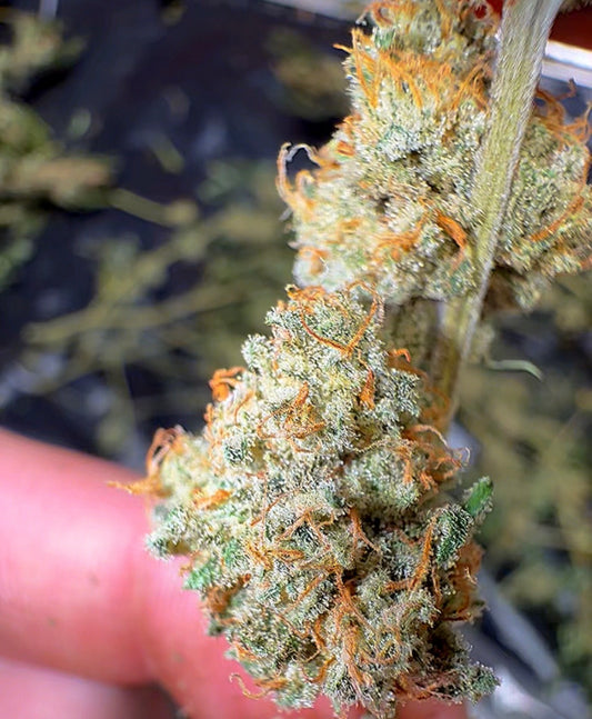 Sour Tsunami CBD Flower
