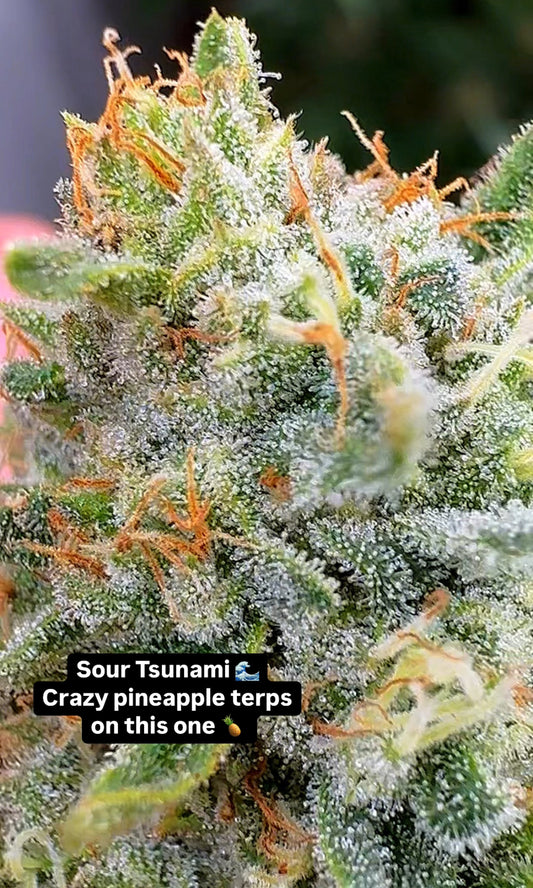 Sour Tsunami CBD Flower