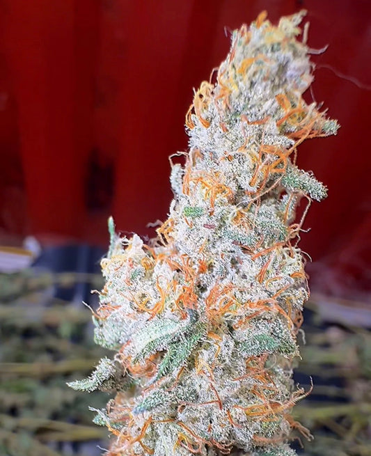 Strawberry Split #8 CBD Flower