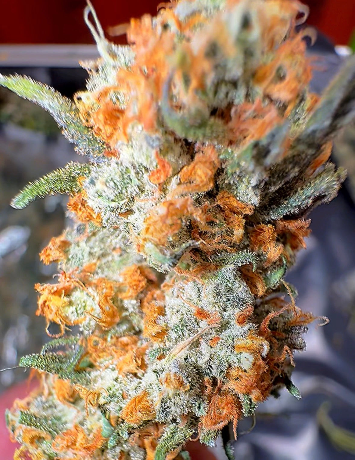 Allium OG #13 CBD Flower