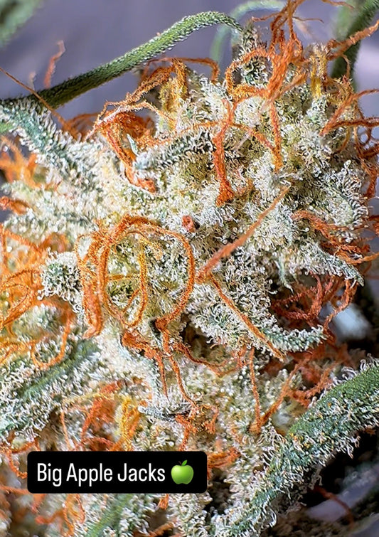 Big Apple Jacks CBD Flower