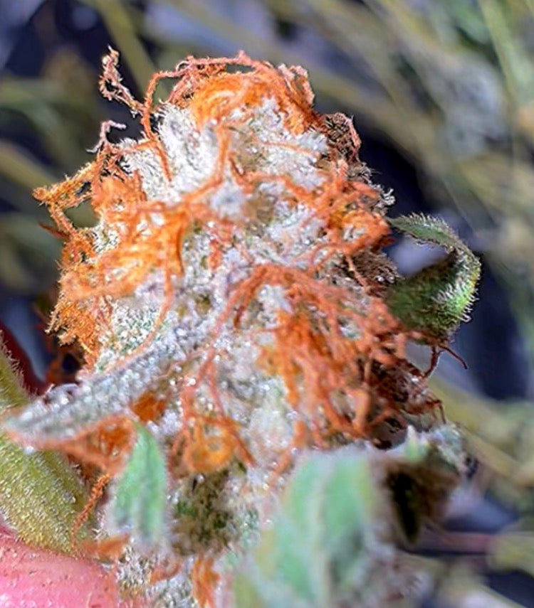 Cream Puff #6 CBD Flower