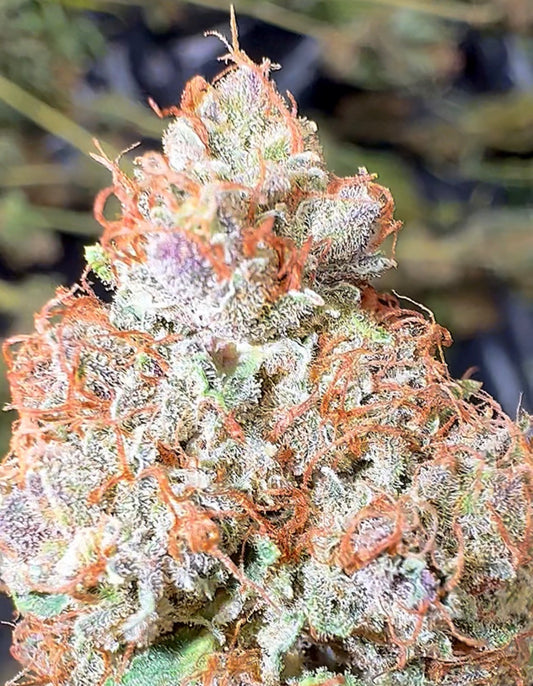 Cream Puff #24 CBD Flower