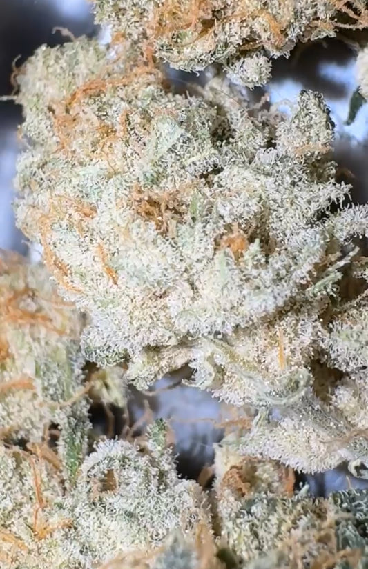 Lemon Cookie Dough CBG Flower