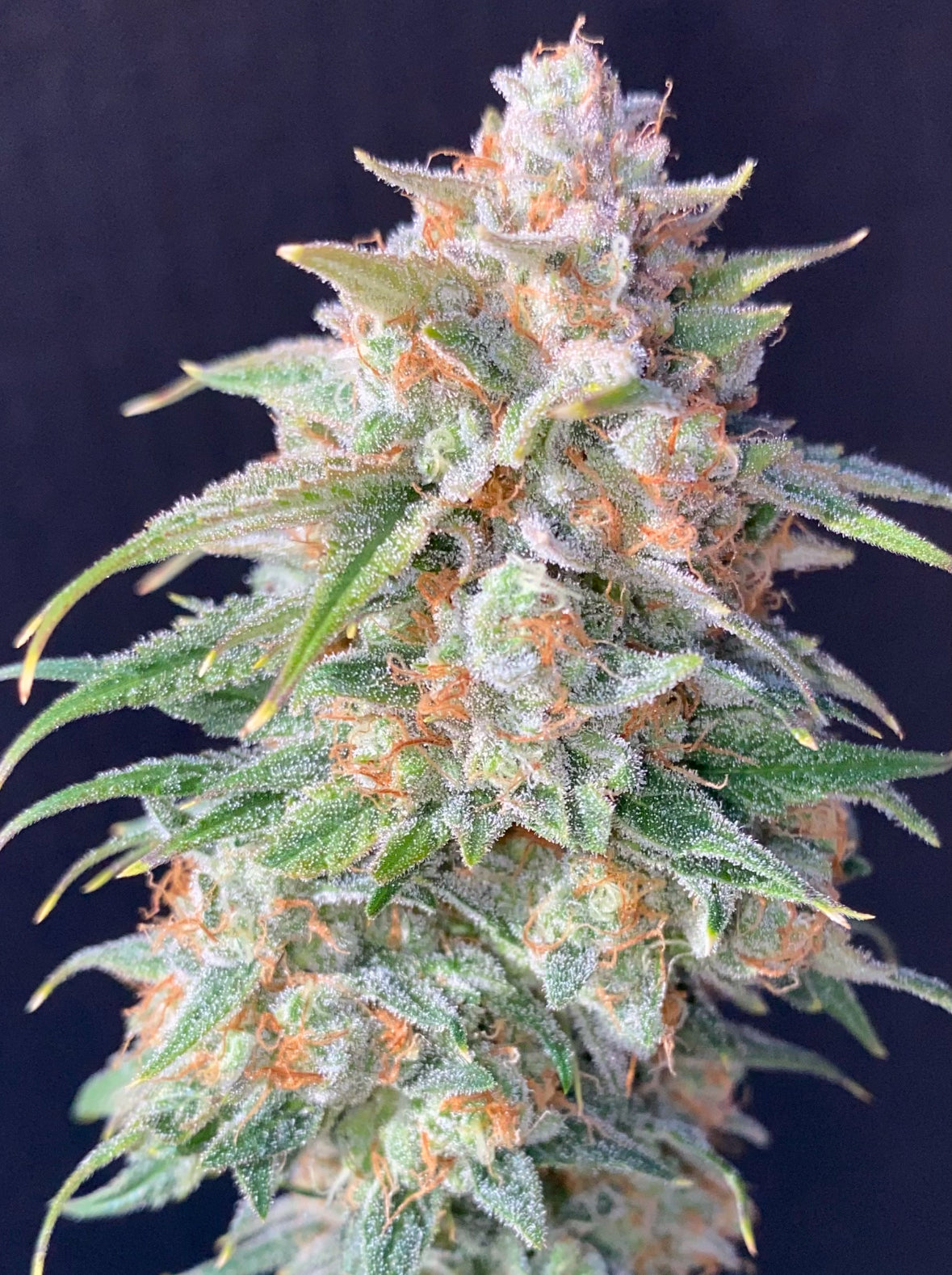 Lemon Cookie Dough CBG Flower