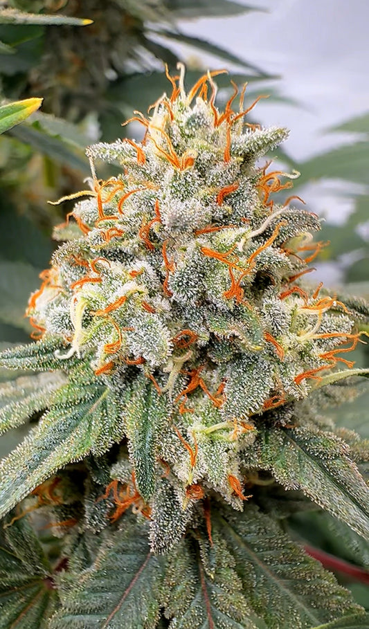 Lemon Cookie Dough (Half Baked Cut) CBD Flower