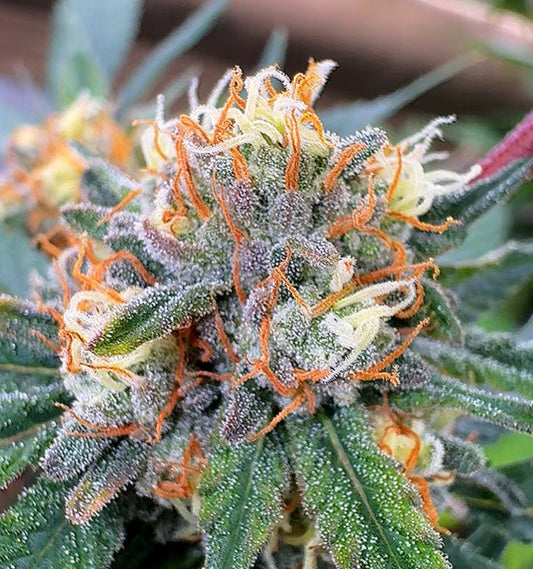 Interstellar CBD Flower