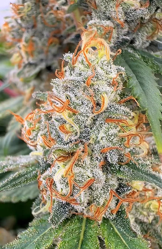 Pineapple Crush CBD Flower